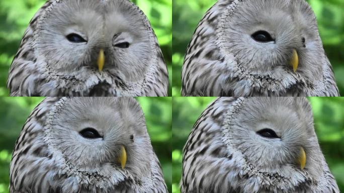 夏季森林中的乌拉尔猫头鹰(Strix uralensis)