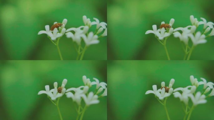 覆盆子虫甲虫(Byturus tomentosus)近照