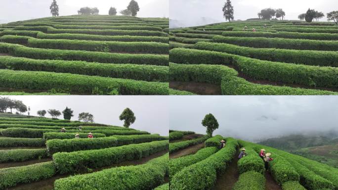 茶农采茶