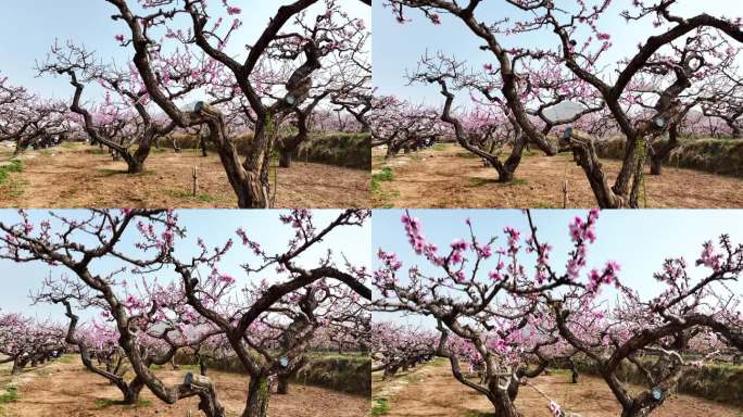 桃花盛开的春天