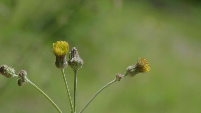 草丛花朵绿叶