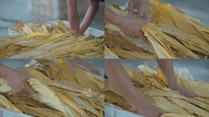 农业智能现代化烟叶工厂高品级烟叶特写