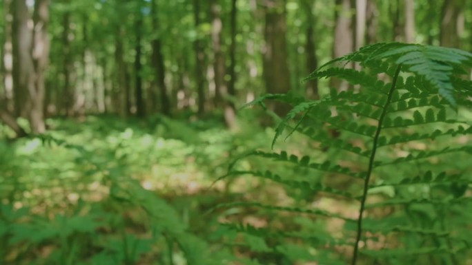 森林中蕨类植物的近照