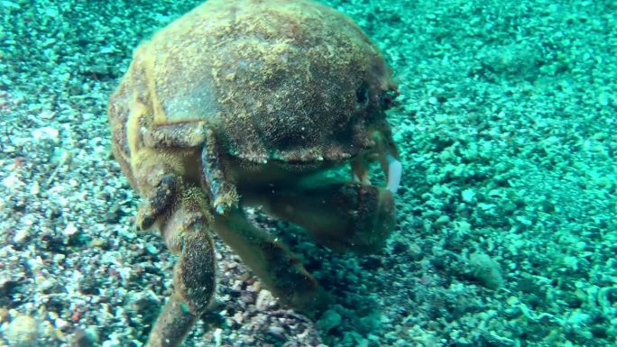 大型海绵蟹沿海底行走，侧视图。