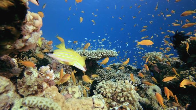 珊瑚礁鱼类水下生物