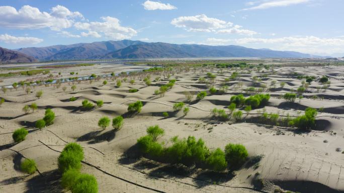 原生态 种树造林 植树造林 爱护生态环境