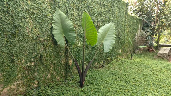 绿色的墙和紫色的龙目树