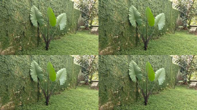 绿色的墙和紫色的龙目树