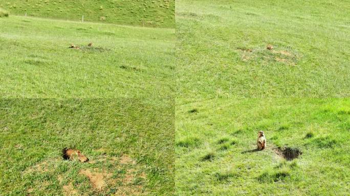 4K航拍 土拨鼠 旱獭 新疆大草原 西藏