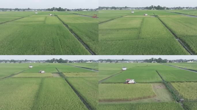 航拍收割机大面积稻田收割dlog