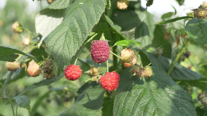 乡村振兴 树莓种植基地树莓采摘