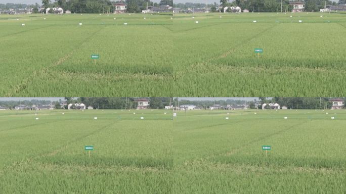 航拍 水稻品种 稻田 农村 d-log