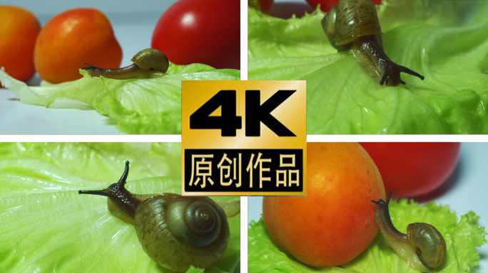 蜗牛