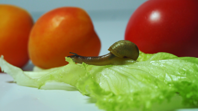 蜗牛