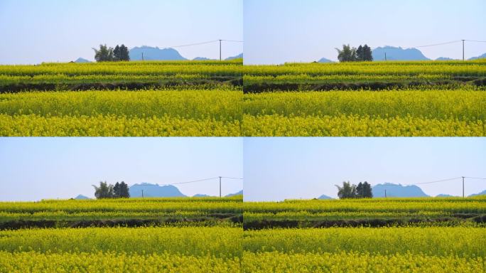 春天油菜花盛开风光