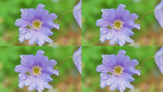 娇嫩的紫色花朵，在柔和的晨光下，绿虫在花瓣上翩翩起舞