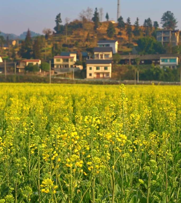 贵州遵义贡米村春天油菜花航拍13