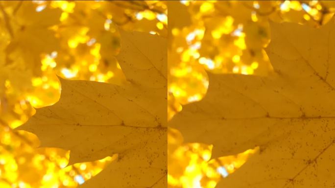 垂直视频的一个金色的秋叶特写。