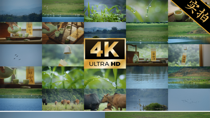 白露节气｜江边白鹭露水露珠桂花酒唯美空镜