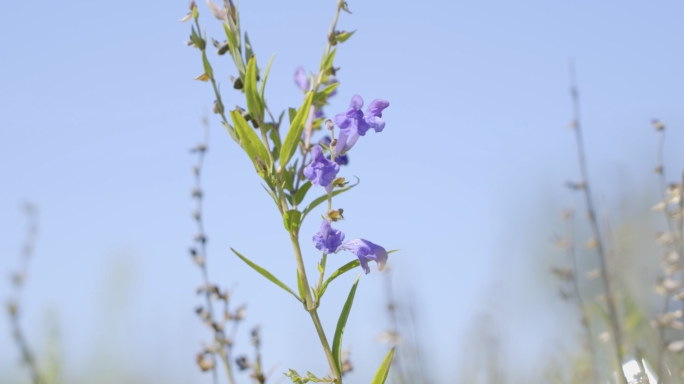 中药材黄芪种植黄芪花50p4k素材