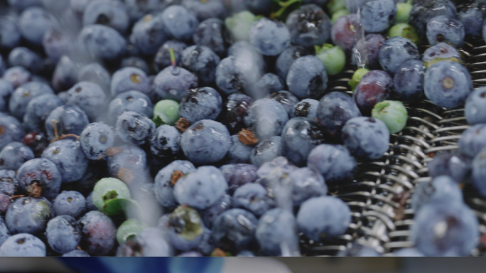 蓝莓种植生产素材4K