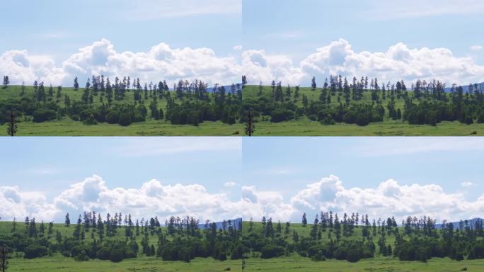 新疆北疆阿勒泰禾木村山坡上的树自然风景