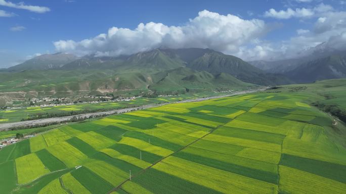 青海祁连县夏塘村油菜花乡村田园航拍风光