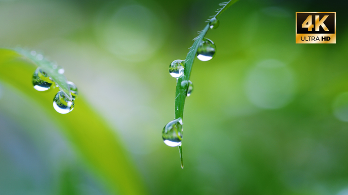 露珠晨露特写白露书法秋天露水节气视频素材