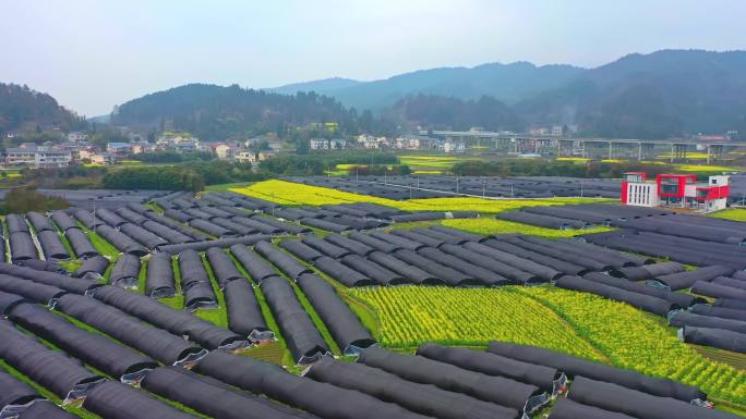 贵州遵义贡米村春天油菜花航拍11