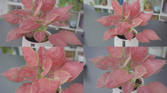 绿植彩叶芋 吉利红如意皇后 观叶绿植盆栽