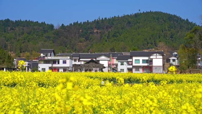 贵州遵义春天油菜花乡村风光