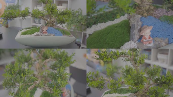 精品高端造景盆栽黄杨