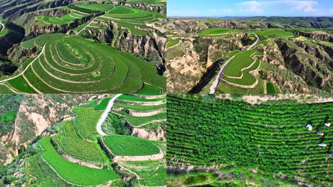 杂粮种植 黄土高原 农业 航拍 山区