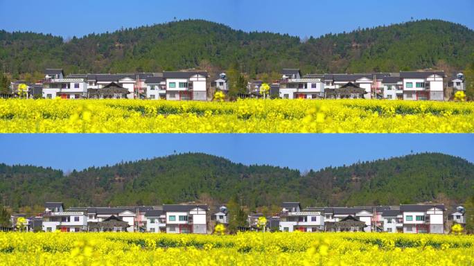 贵州遵义春天油菜花乡村风光