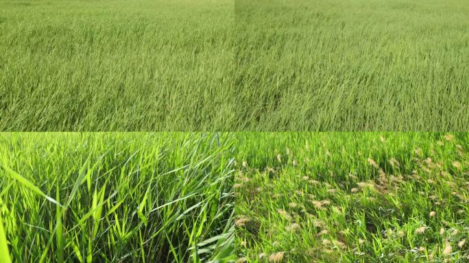 狂风中的芦苇荡合集