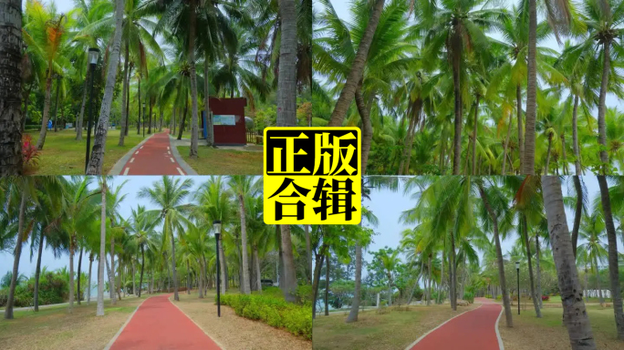 椰梦长廊椰树林椰林健身健康跑道小路小道