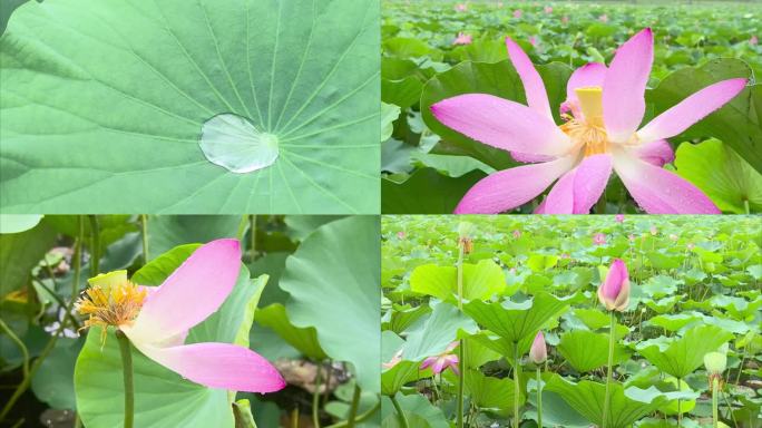 4k夏雨荷荷花荷叶雨荷荷塘荷花盛开