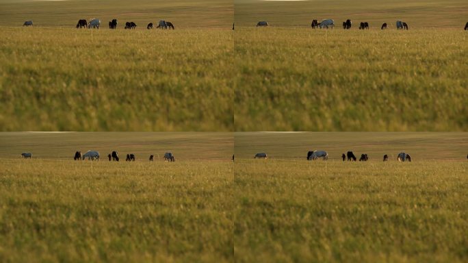 草原马群 日出 朝霞 晚霞 清晨