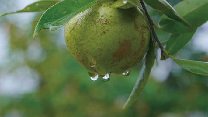 山茶-山茶油高清唯美4k