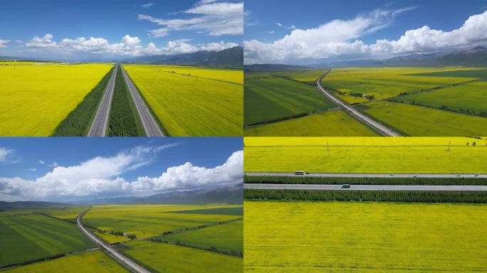 油菜花公路农田