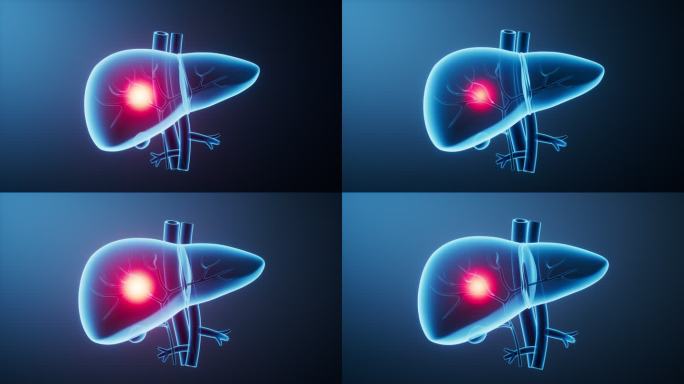 透明生物医学肝脏器官三维渲染