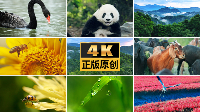 动物昆虫植物生命生灵动物昆虫森林大自然鸟