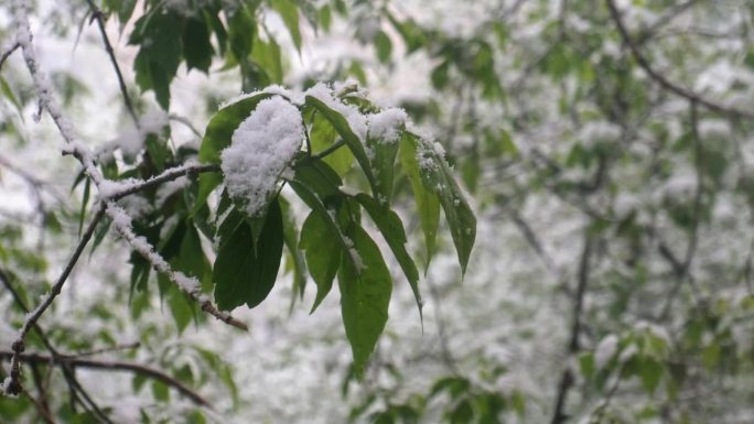 五月下雪。莫斯科5月份下这么大的雪是很罕见的。