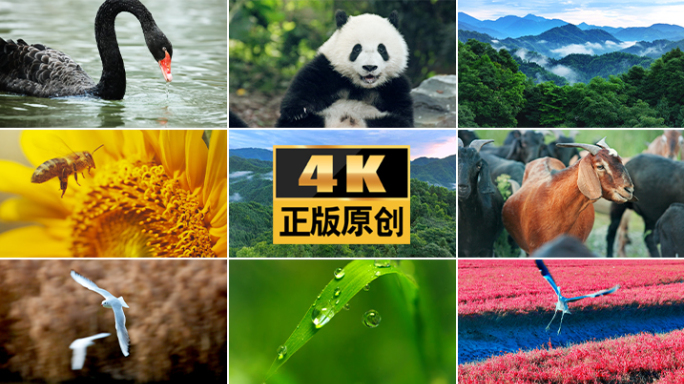动物植物自然生态动物昆虫鸟候鸟动物森林