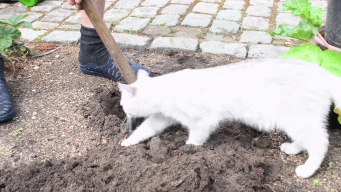 园丁用铲子挖洞种植大黄，好奇的小猫看着主人的工作，季节性园艺和耕作概念