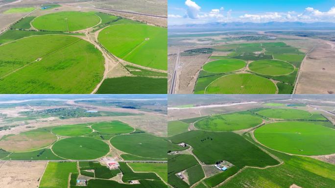 杭锦旗玉米农田