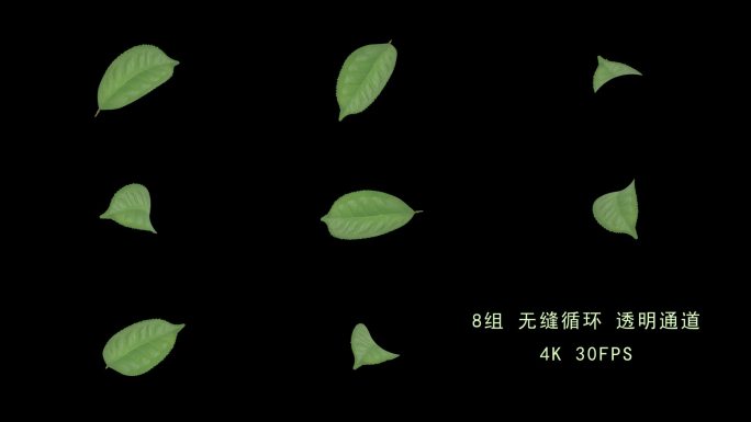 4K 8组绿茶树叶叶子茶叶旋转循环
