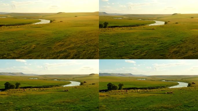 草原河边的牛群自然风光风景