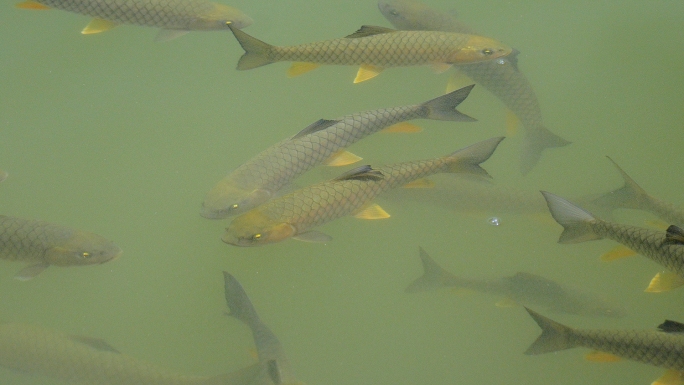 【4K】娟鱼养殖基地拍航拍空镜
