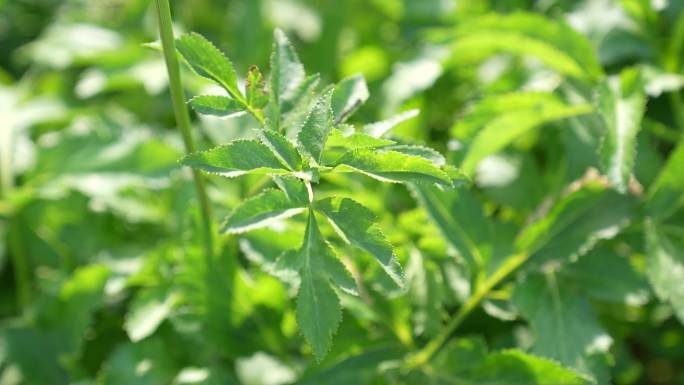 白芷种植